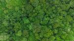An aerial view of a dense green forest with a variety of trees.