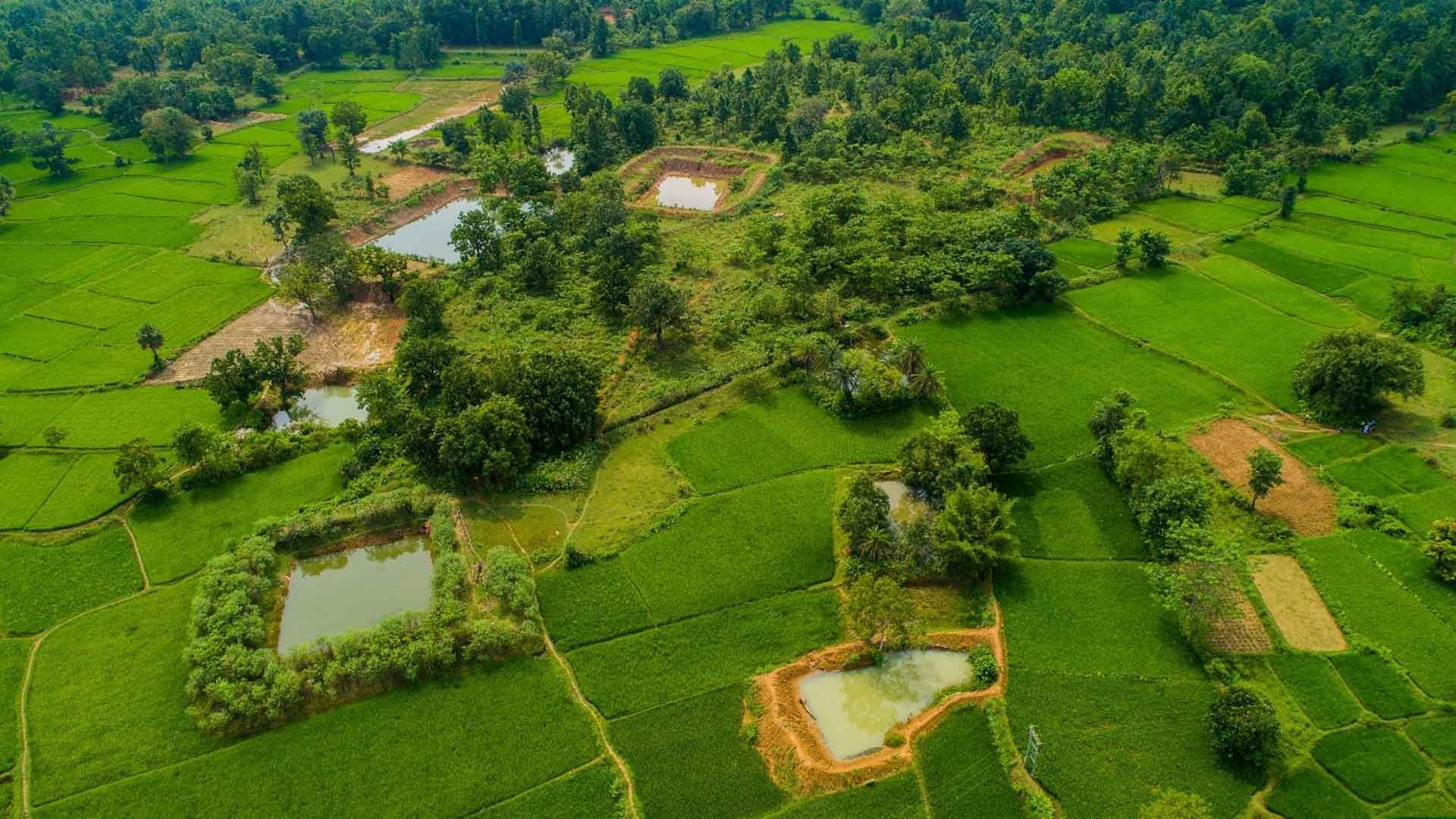 A lush green landscape featuring rice paddies and trees, surrounded by a mix of vegetation and farmland.