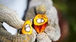 Close-up of a split oil palm fruit showing its vibrant orange outer layer, yellow fibrous interior, and two white kernels encased within the core.