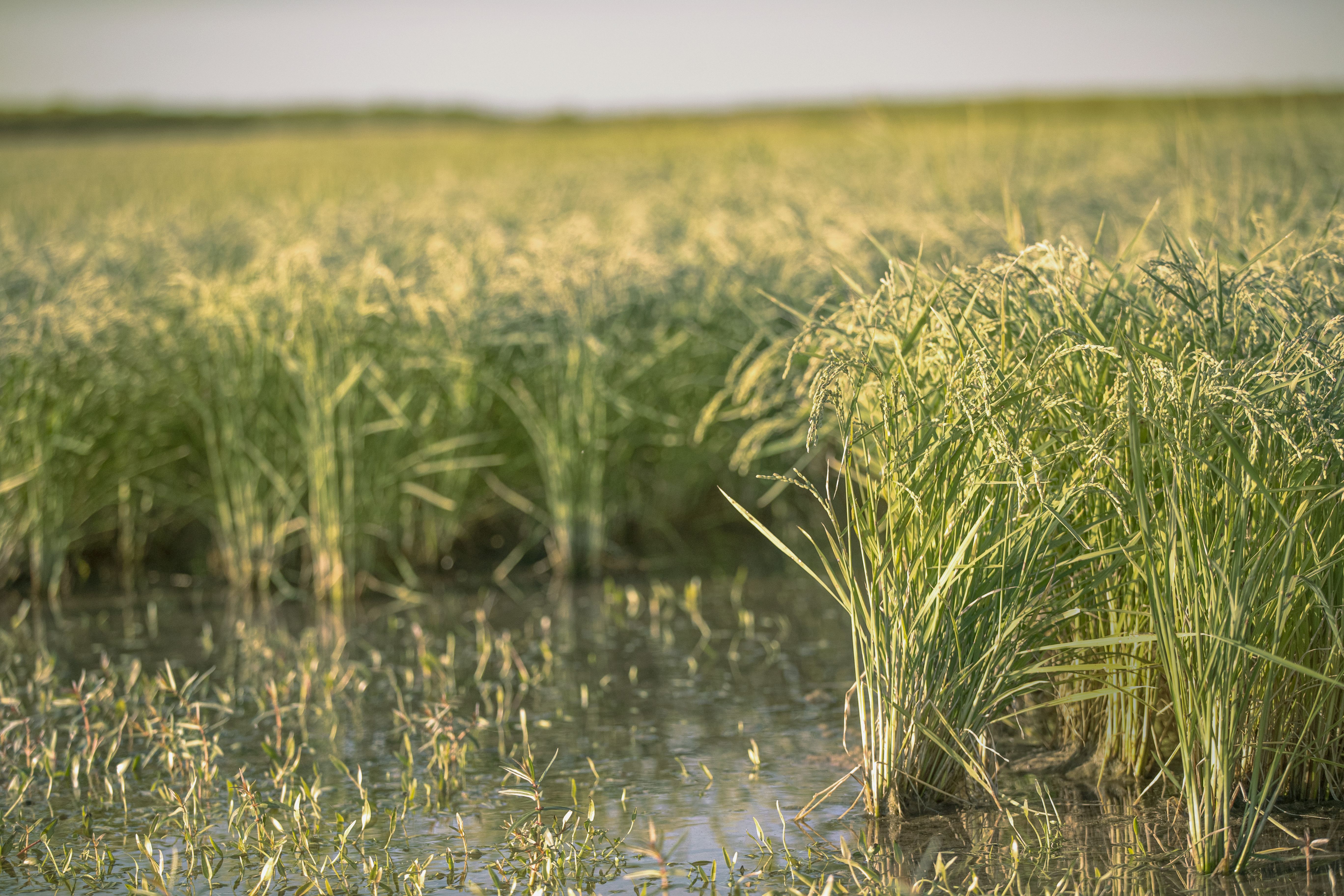 A field with green rice plants growing in shallow water, stretching out into the distance.