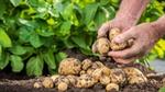 Close-up of a farmer's hands holding freshly harvested potatoes covered in soil, with a pile of potatoes on the ground and green leaves in the background.