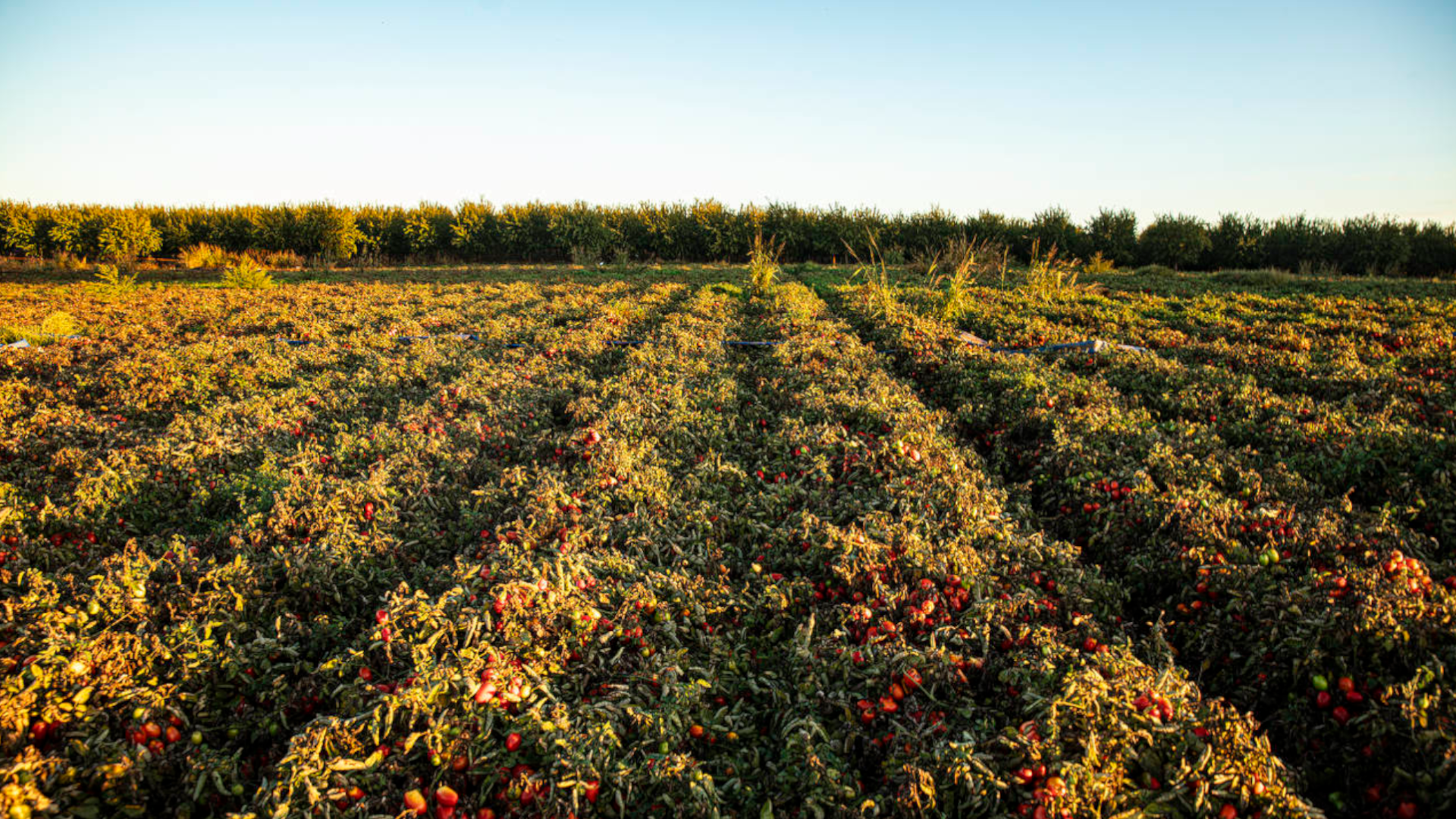 A field of tomato crops in rows