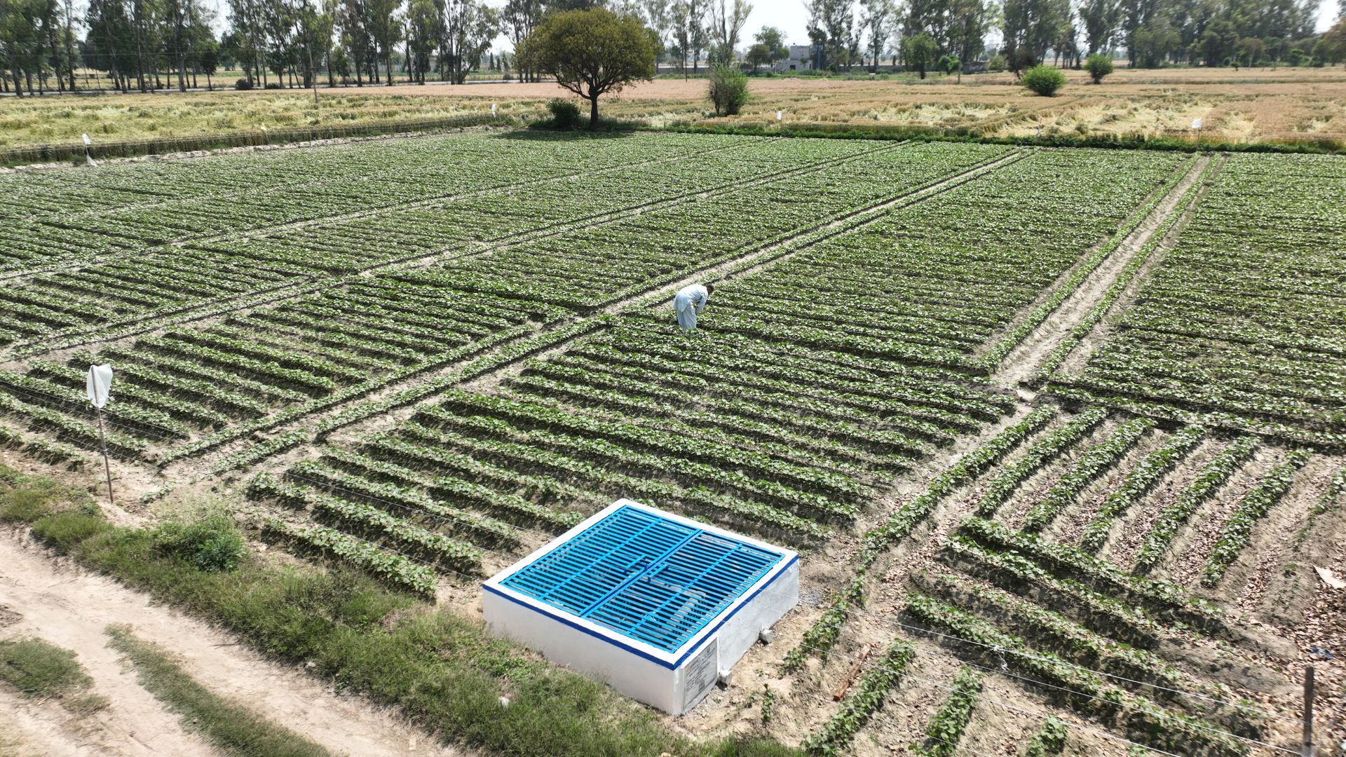 Agricultural field with a worker inspecting crop rows near a small blue-roofed utility structure.