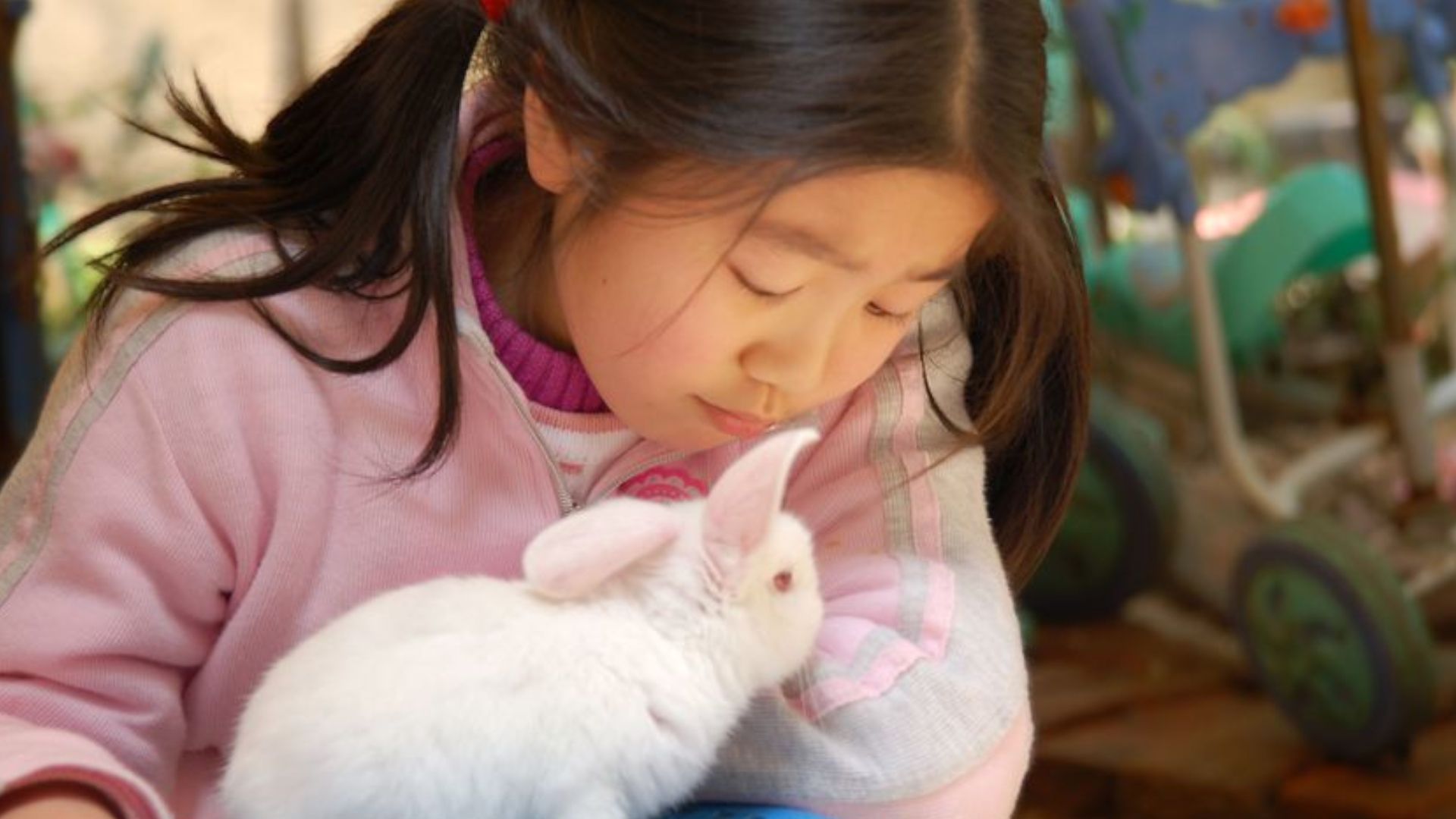 A young girl with black hair tied in bunches gazes at a small white rabbit.