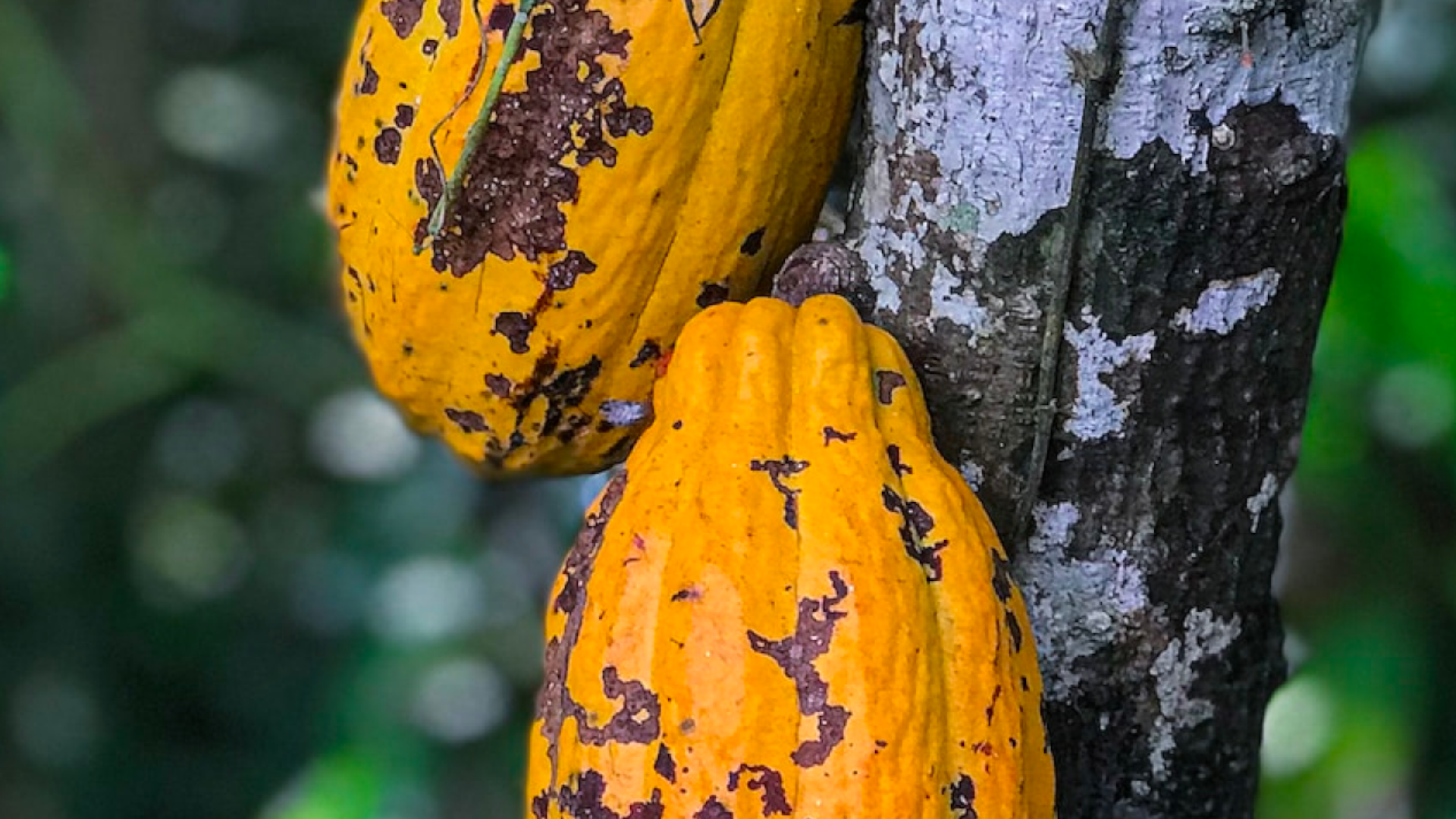 A close up of orange cocoa pods, hanging from a tree