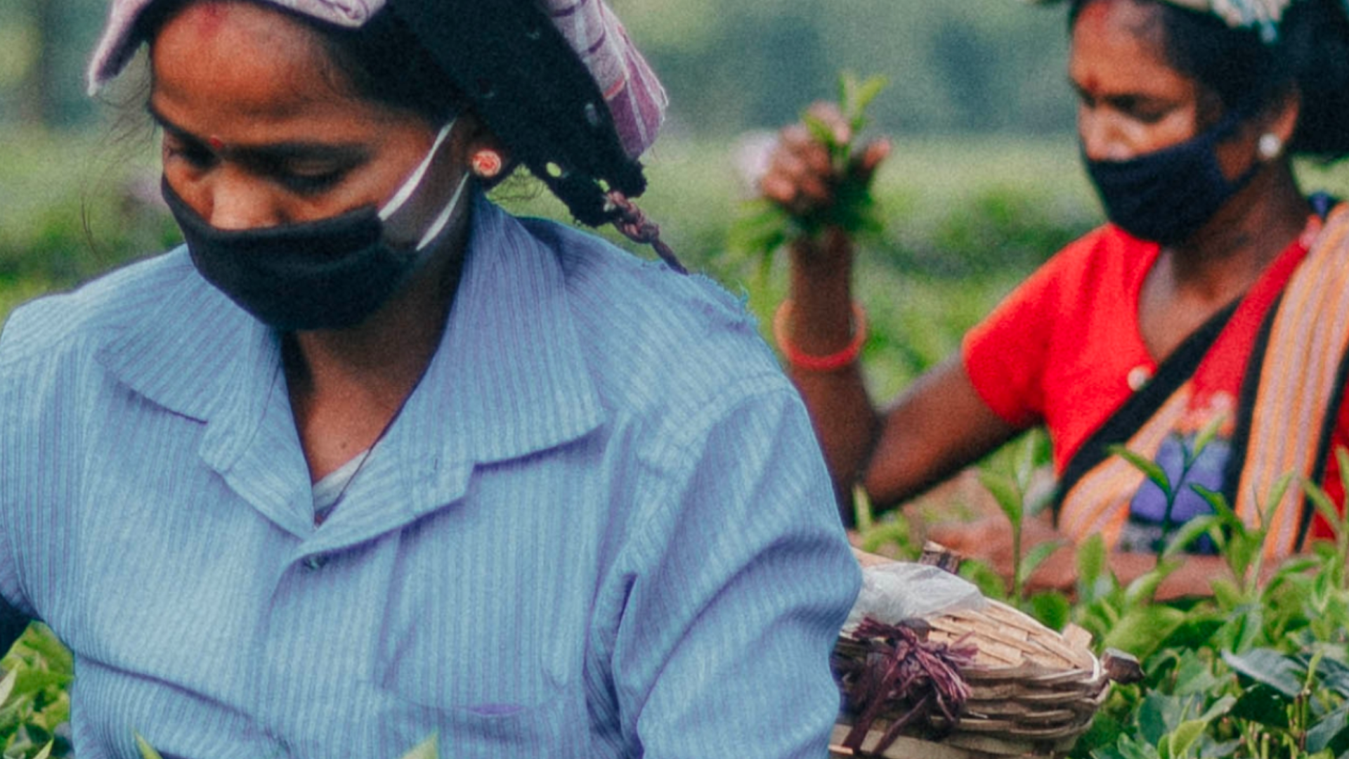 A group of women picking tea leaves on a tea plantation