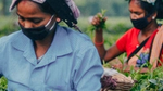 A group of women picking tea leaves on a tea plantation