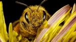 Close up of bee