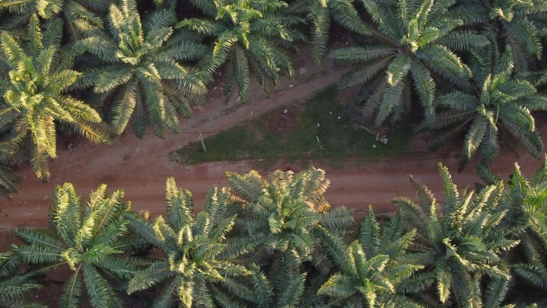 Aerial view of a palm oil plantation