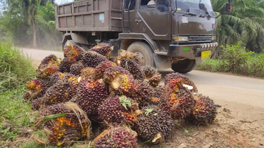 Fresh oil palm fruit bunches piled at the roadside and awaiting transportation