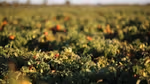 An image of a lush, green tomato field.