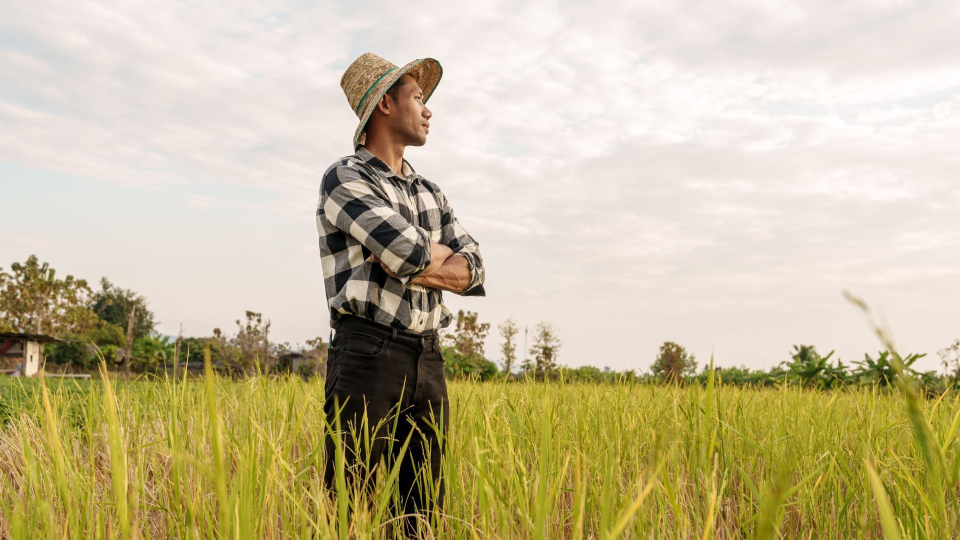 Farmer in field looking out over crop