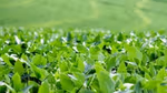impact of climate change on agriculture in india case study Field of rice growing