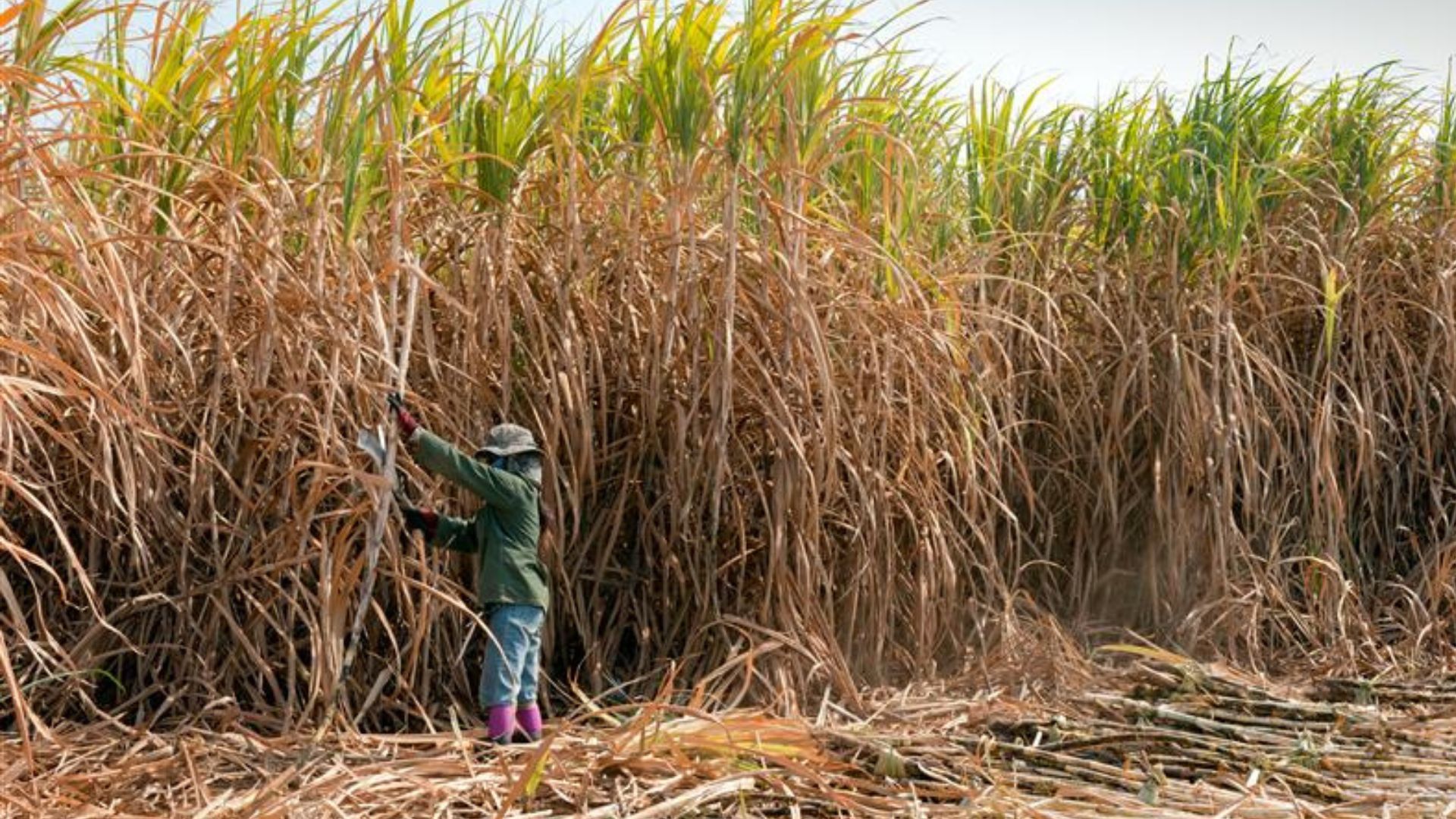 Person harvesting sugarcane in a large field.