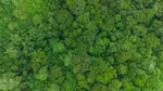 An aerial view of a dense green forest with a variety of trees.
