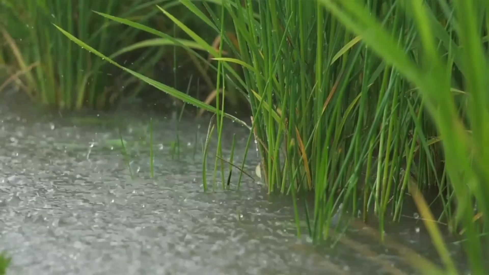 Rain falls on a flooded field of green rice plants.