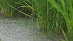 Rain falls on a flooded field of green rice plants.