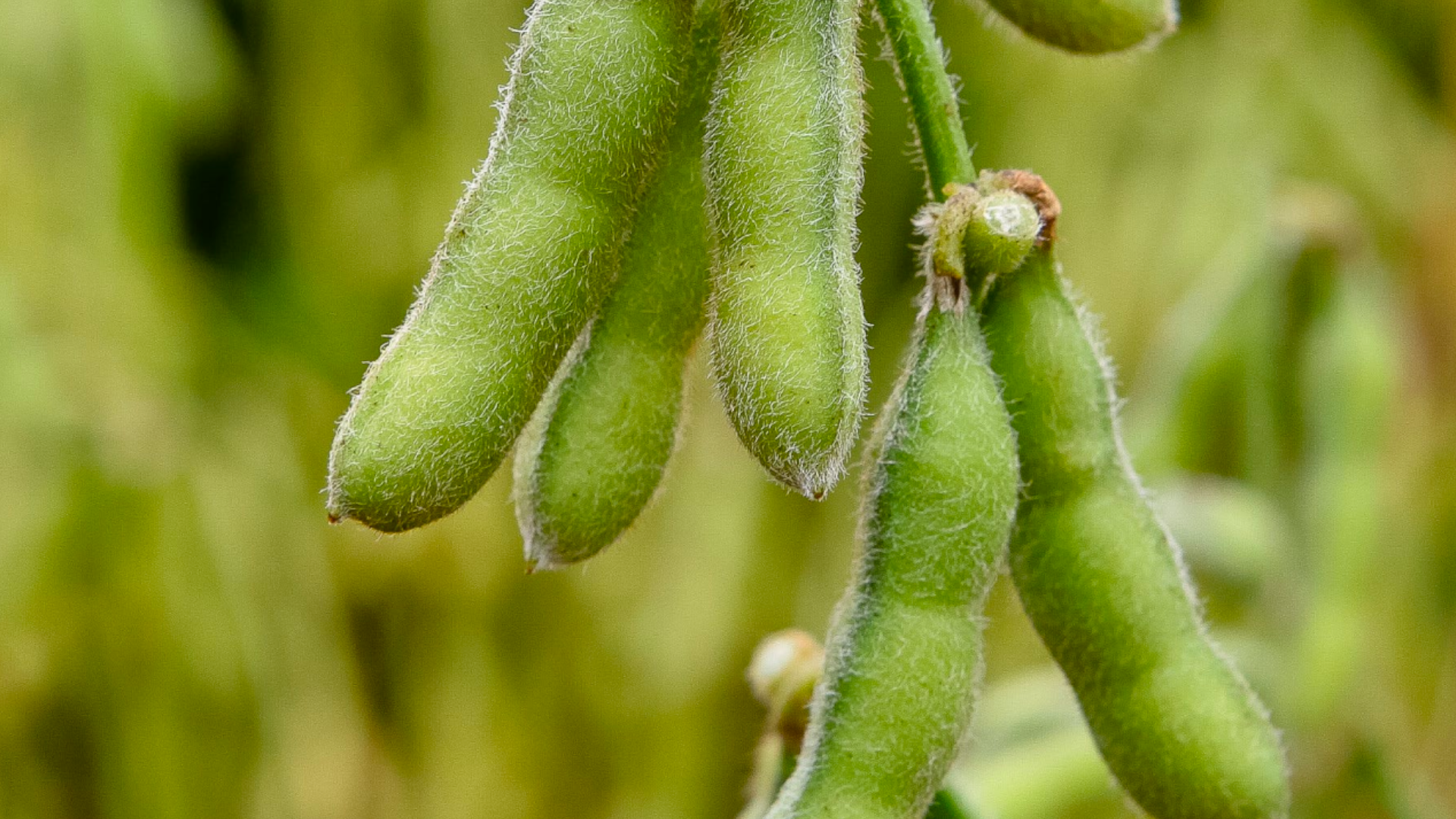 A close up of soybean pods hanging from a branch
