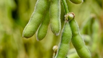 A close up of soybean pods hanging from a branch