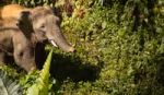 An elephant walking through a forest