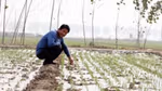 Man in a young rice field, smiling at the camera.