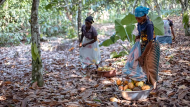 Women harvesting cocoa pods in a shaded forested area. One woman is placing cocoa pods into a metal bowl, while others collect pods scattered on the forest floor.