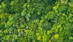 An aerial view of the rainforest featuring lush green trees