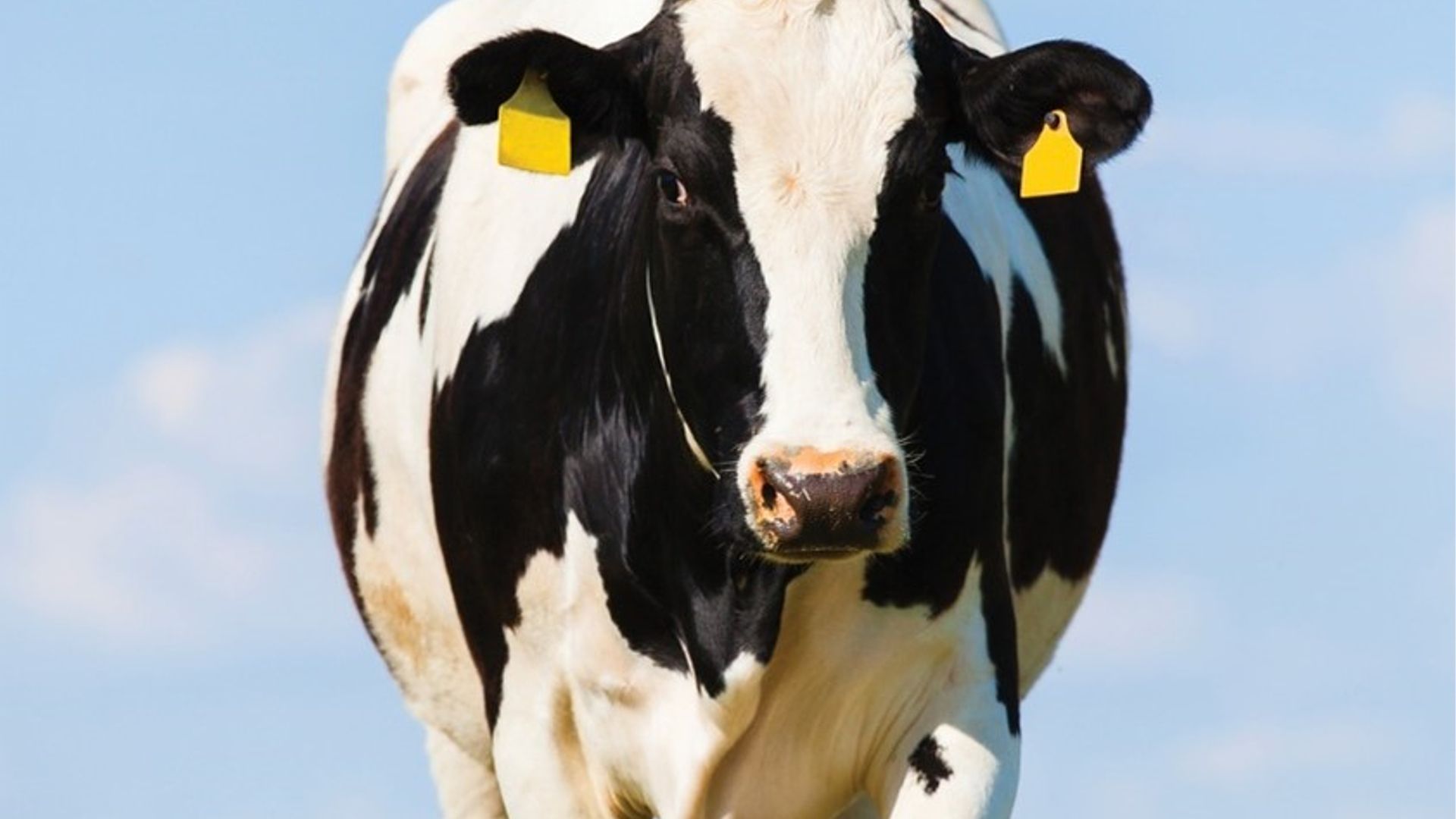 Image of a black and white cow in a field. 