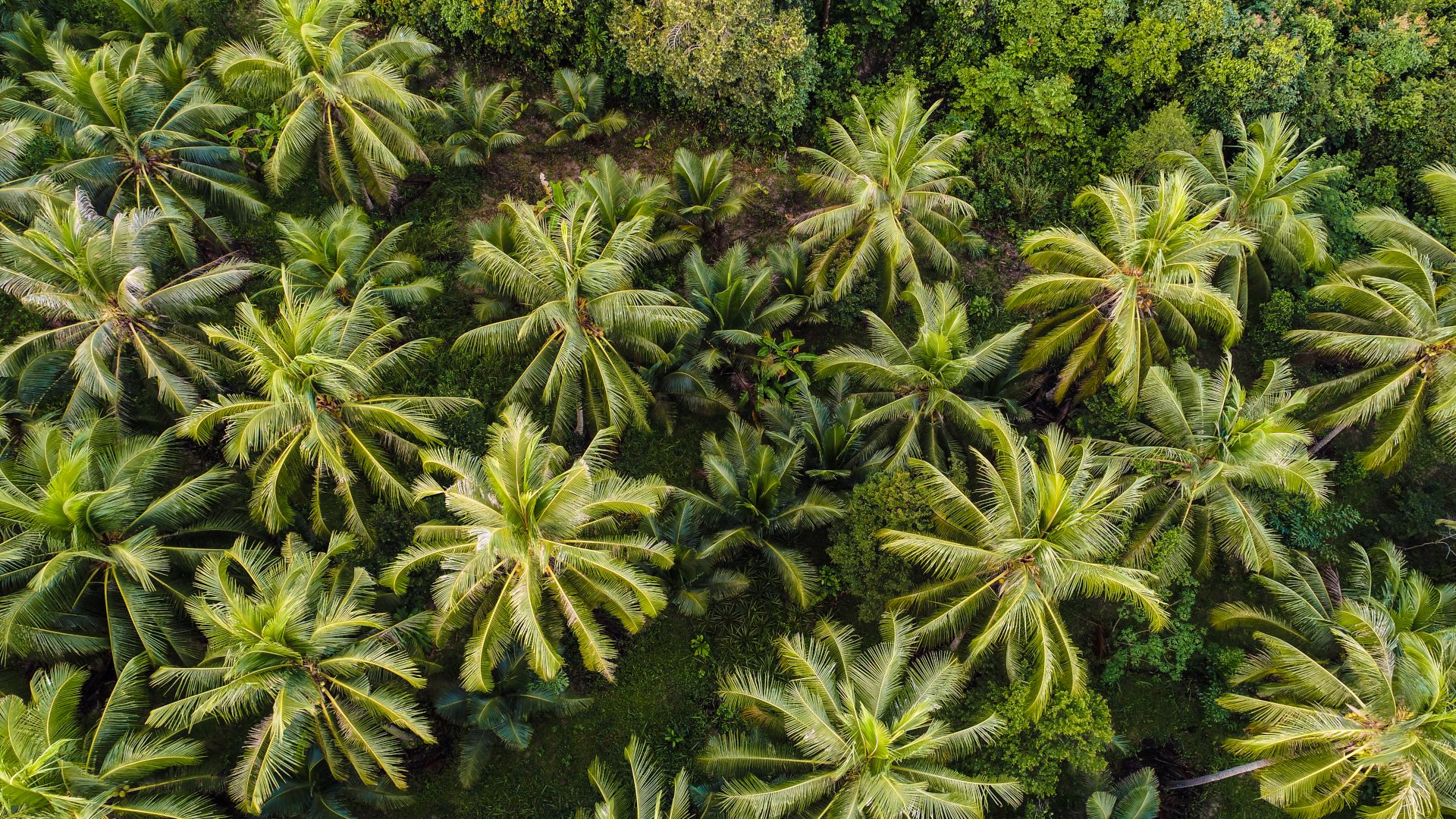An aerial view of an oil palm plantation