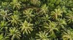 An aerial view of an oil palm plantation
