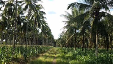 Coconut trees on plantation. Unilever has joined a new initiative that aims to create a more sustainable coconut industry.
