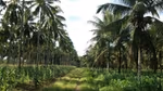 Coconut trees on plantation. Unilever has joined a new initiative that aims to create a more sustainable coconut industry.