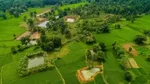 A lush green landscape featuring rice paddies and trees, surrounded by a mix of vegetation and farmland.