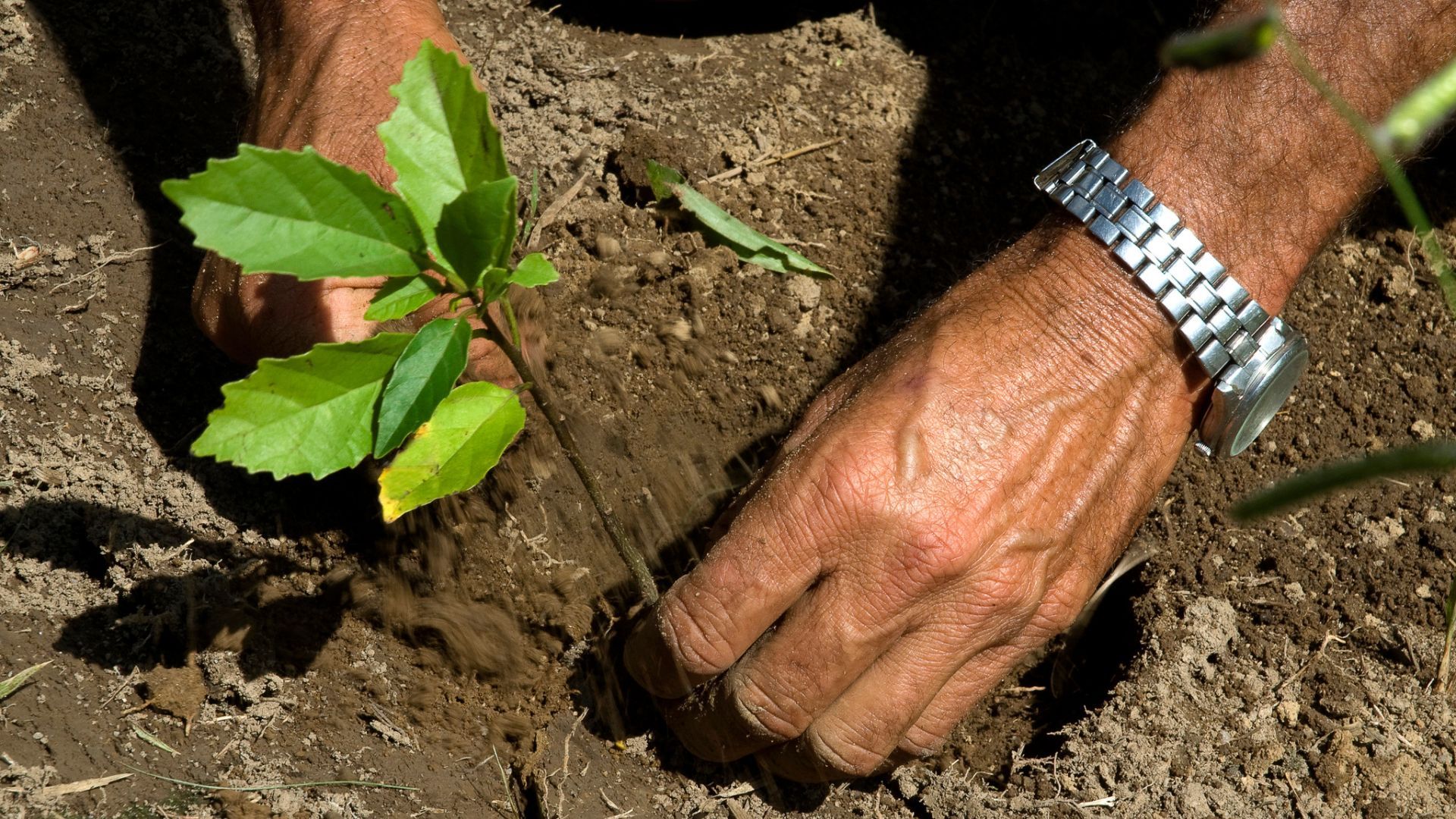 Hands wearing a metal watch gently planting a small green sapling in dry soil.