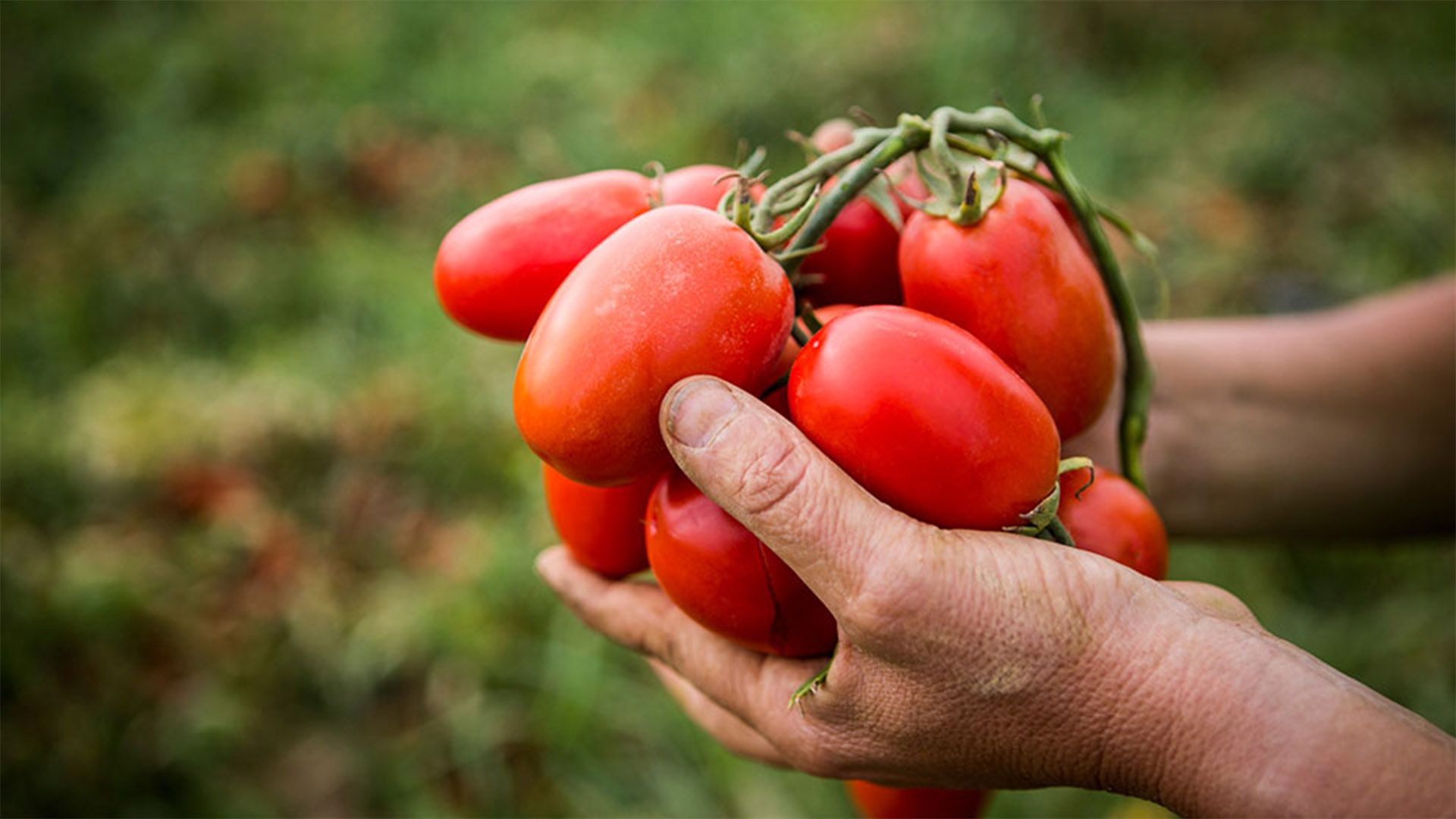 Hands holding tomatoes