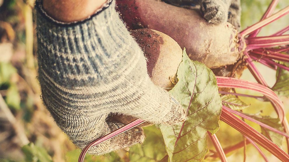 A shot of a farmers hands holding some root vegetables