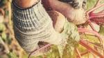A shot of a farmers hands holding some root vegetables