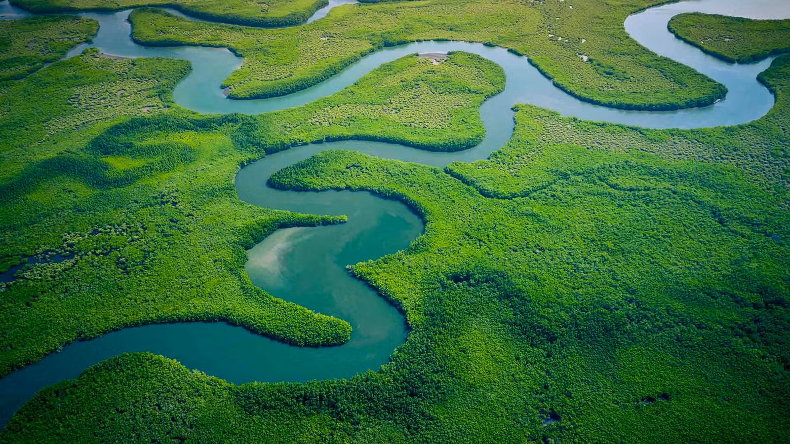 An aerial view of a green forest landscape with winding rivers.