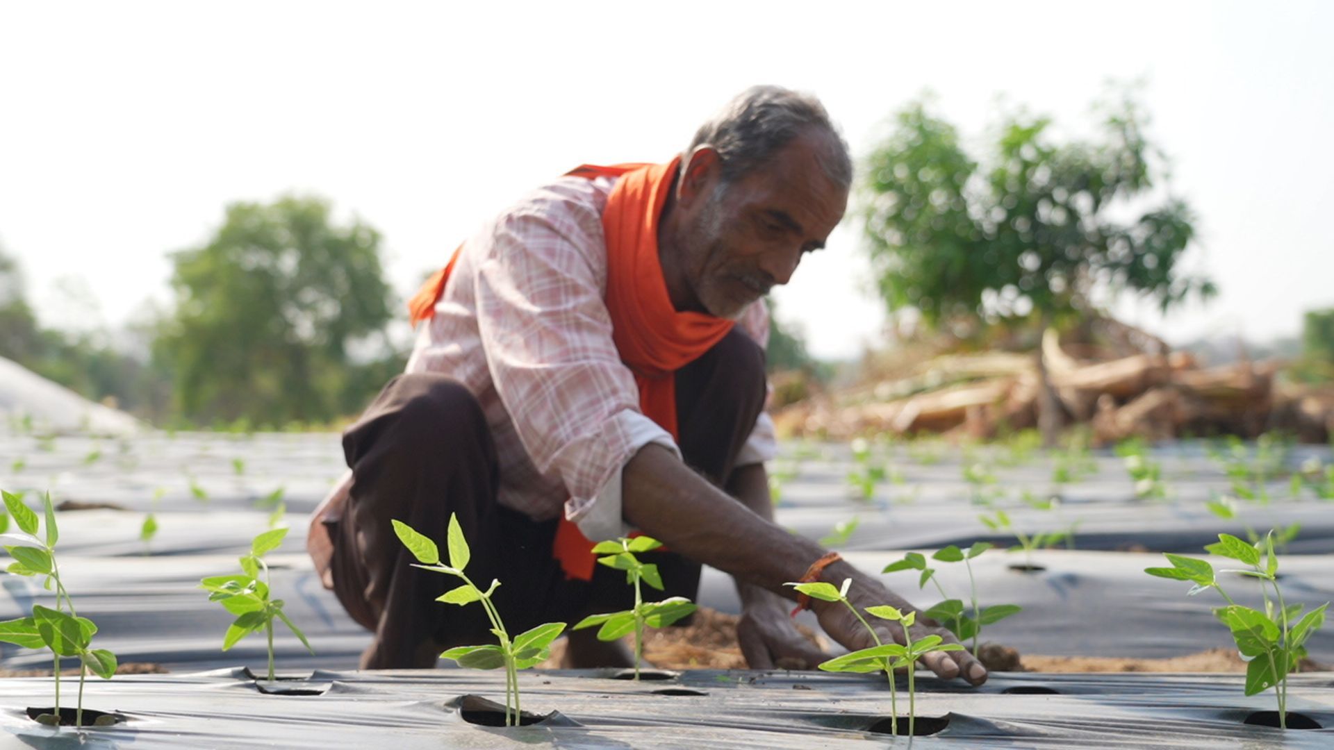 Farmer tending young seedlings in a field covered with plastic mulch on a sunny day