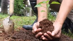 planting with bare hands