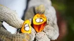 Close-up of a split oil palm fruit showing its vibrant orange outer layer, yellow fibrous interior, and two white kernels encased within the core.