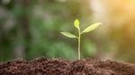 A green shoot growing from a bed of soil