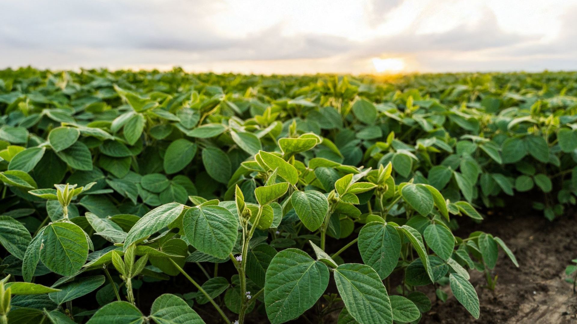 A close-up of soybean crop under a cloudy sky with a bright sunset on the horizon.