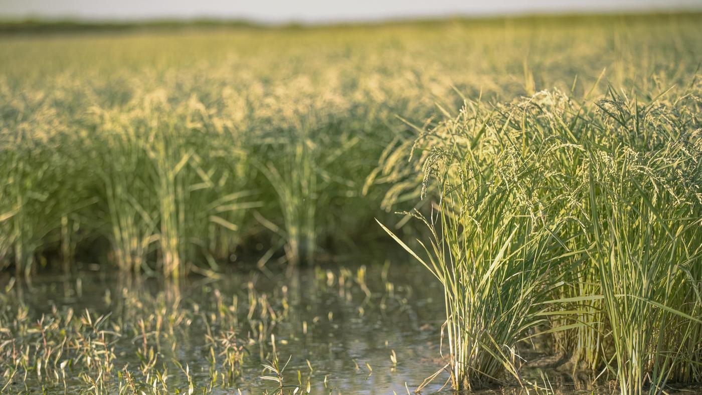 Close-up view of a lush green rice paddy field.