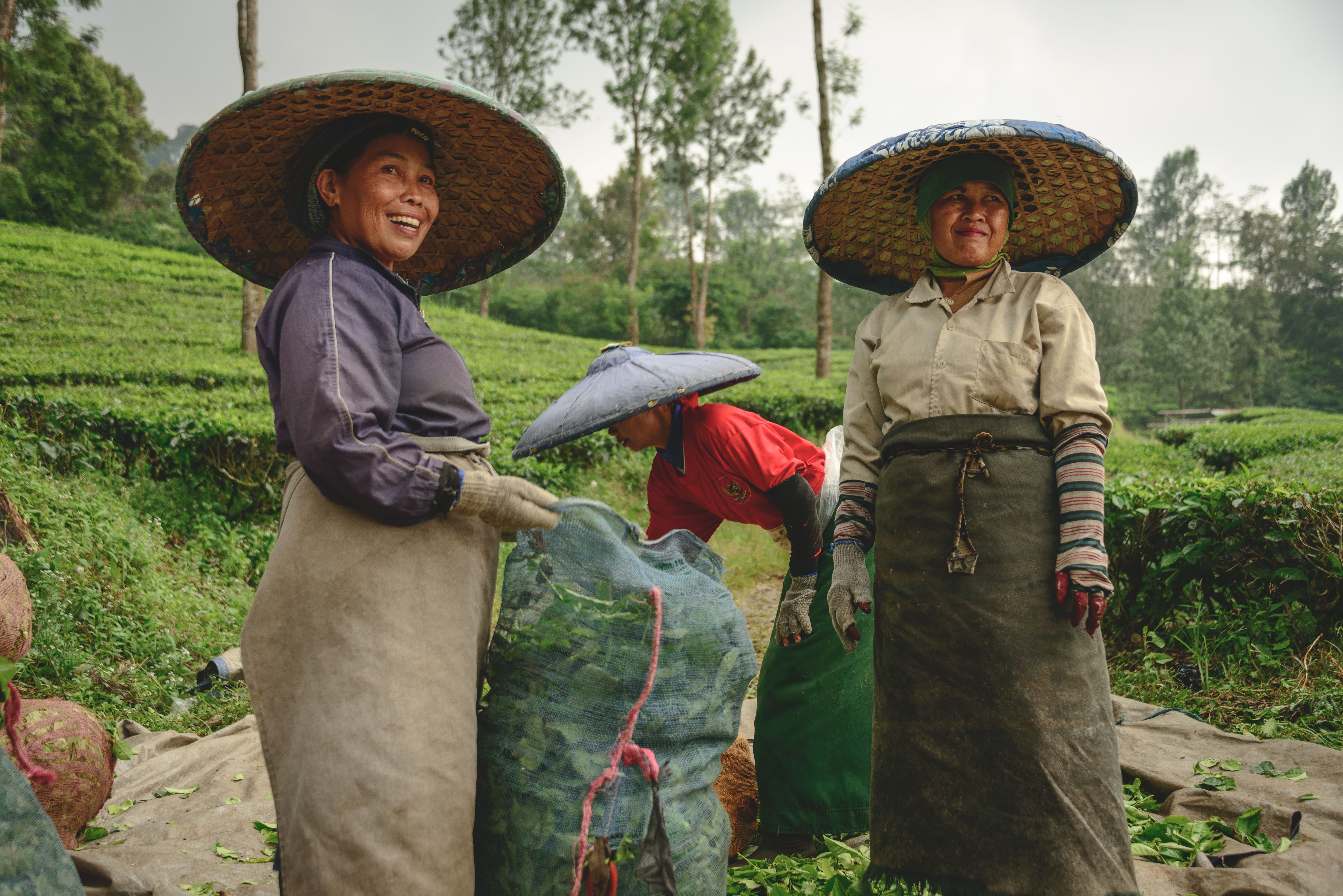 A group of women farmers in Indonesia smile as they harvest their crops