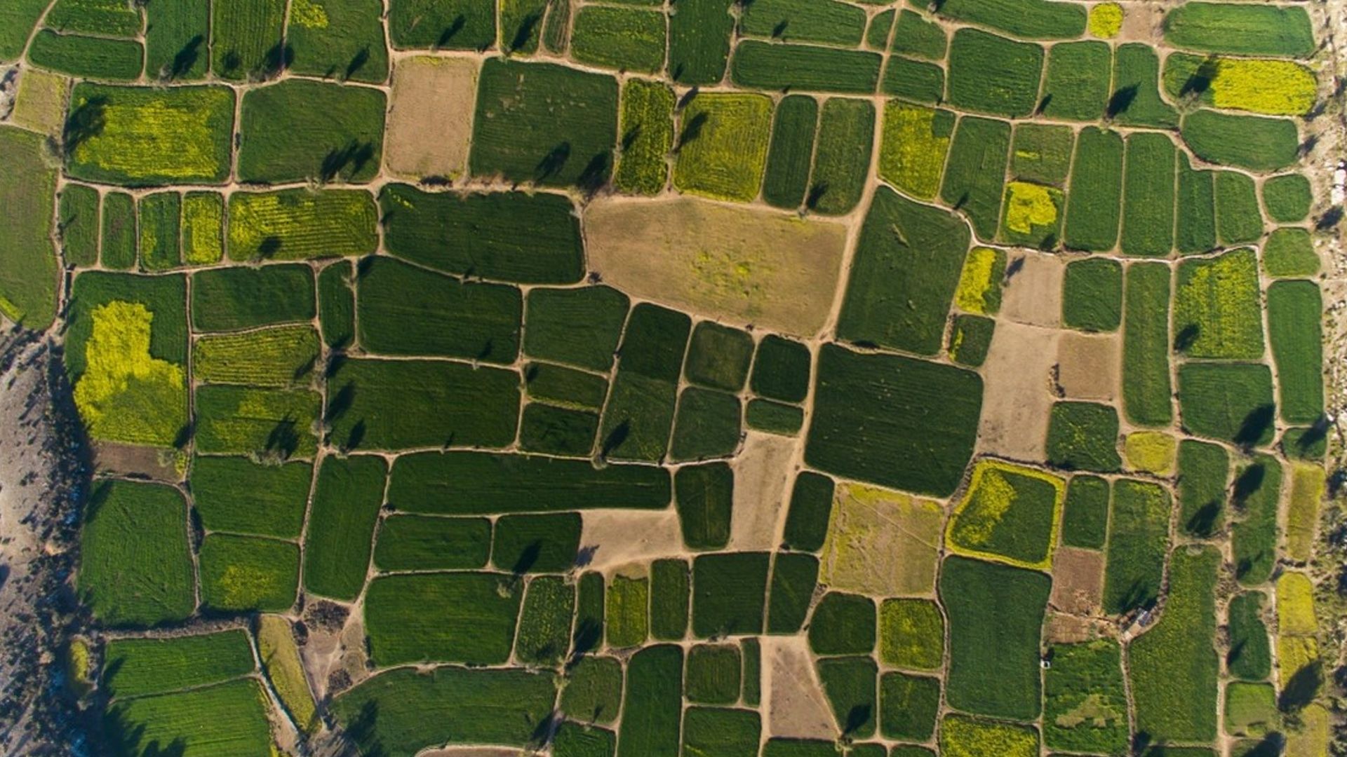 Arial image of green and brown fields of varying sizes next to each other.