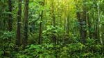 Trees and foliage in a tropical rainforest. Unilever has committed to achieving a deforestation-free supply chain by 2023.