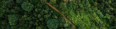 Aerial view of a tropical forest