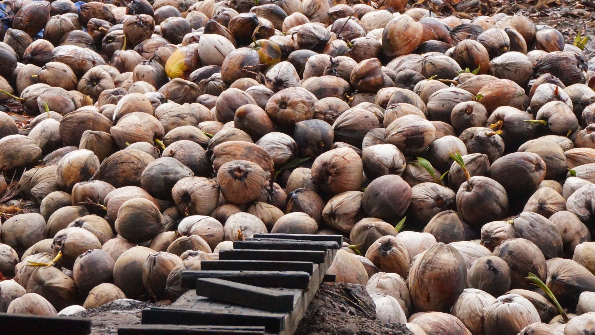 Close up image of large pile of coconuts with brown husks, stacked together outdoors.