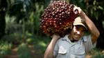 Man smiling while carrying palm fruit